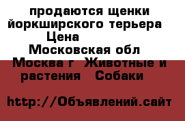 продаются щенки йоркширского терьера › Цена ­ 10 000 - Московская обл., Москва г. Животные и растения » Собаки   